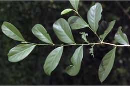 Image of Suregada lanceolata (Willd.) Kuntze