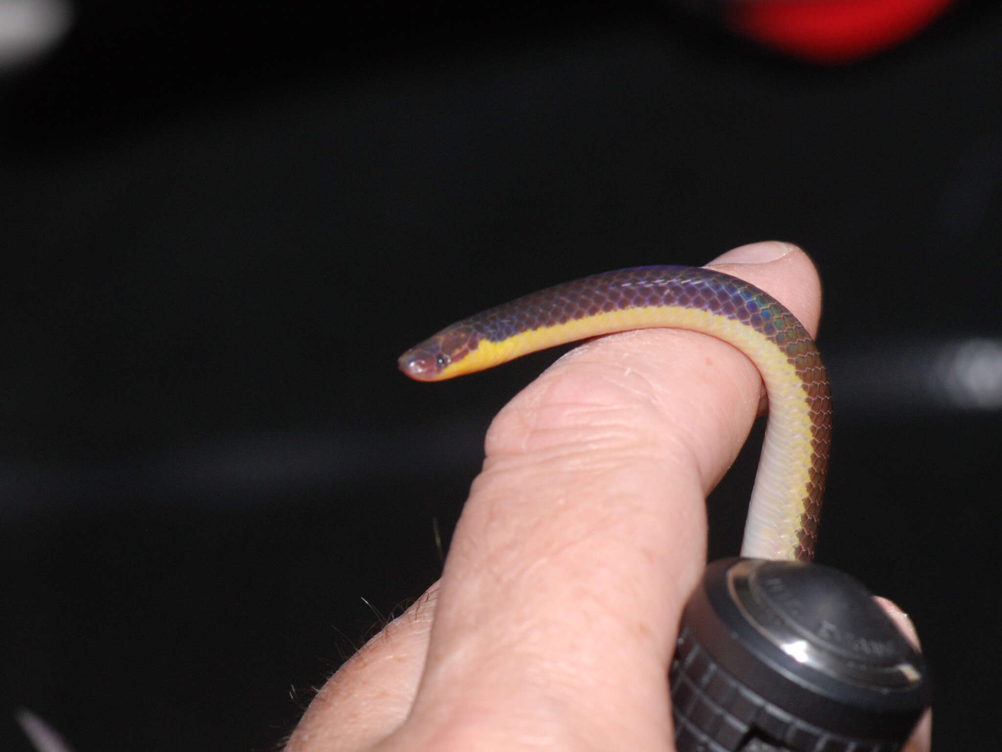 Image of Red-headed Reed Snake