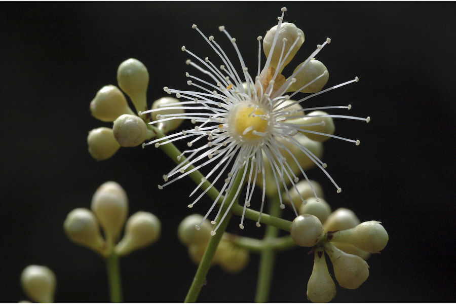 Image de Syzygium salicifolium (Wight) J. Grah.