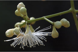 Image de Syzygium salicifolium (Wight) J. Grah.