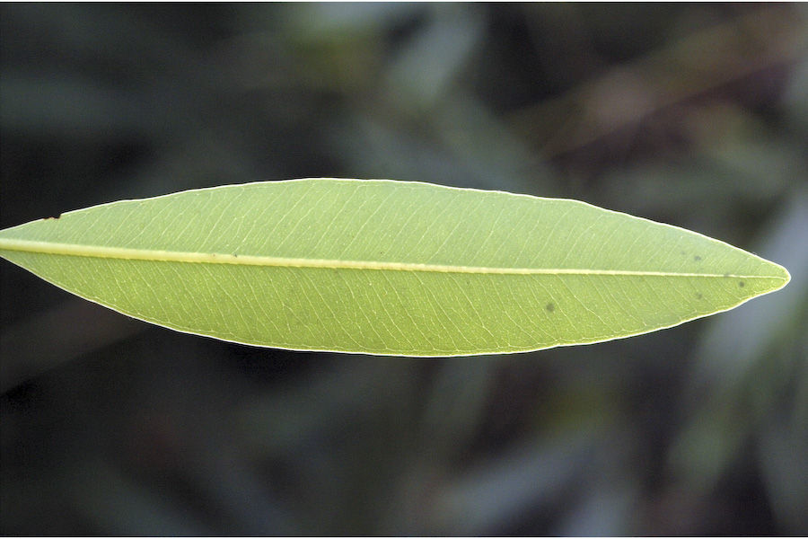 Image de Syzygium salicifolium (Wight) J. Grah.