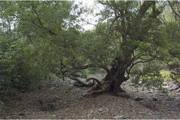 Image de Syzygium salicifolium (Wight) J. Grah.