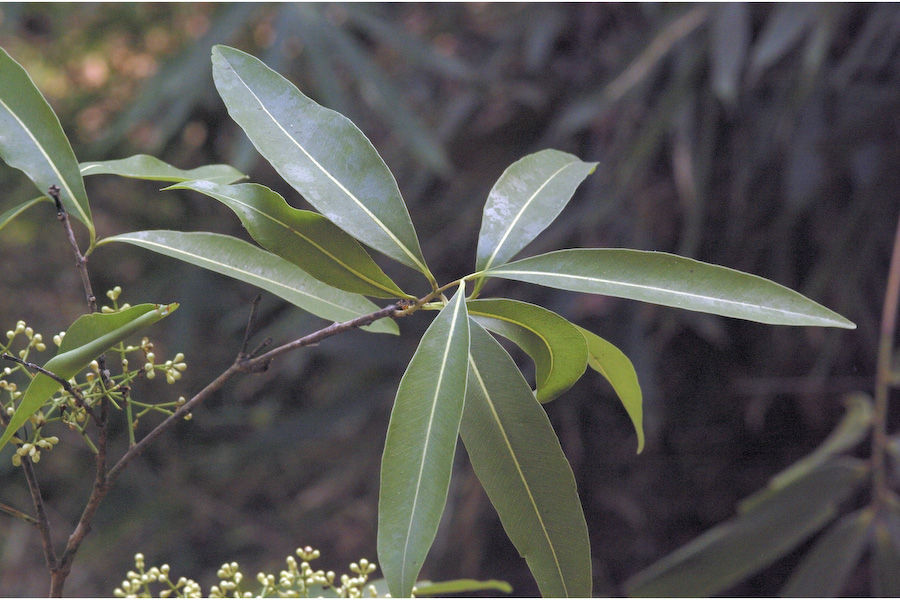 Image de Syzygium salicifolium (Wight) J. Grah.