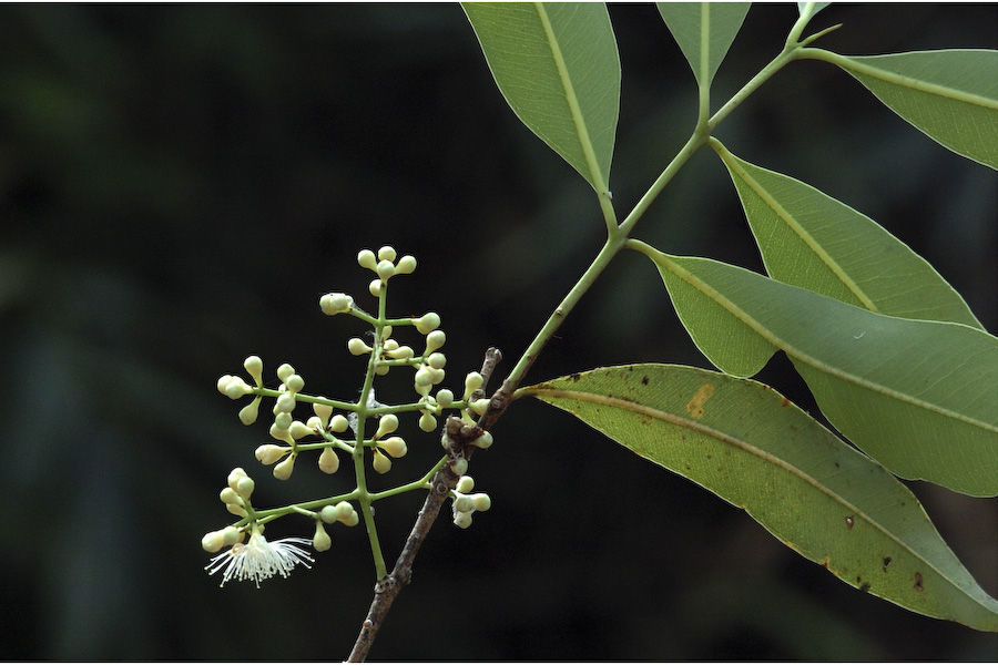 Image de Syzygium salicifolium (Wight) J. Grah.