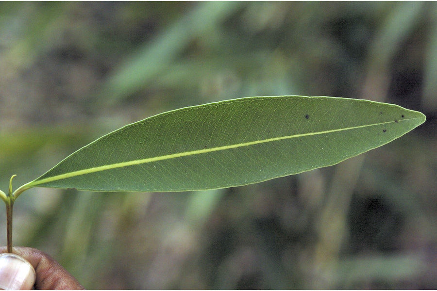 Image de Syzygium salicifolium (Wight) J. Grah.