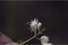 Image of Syzygium pauciflorum Merr. & Perry