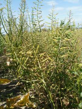 Image of white mustard