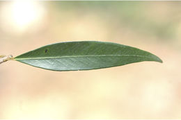 Image of Syzygium pauciflorum Merr. & Perry