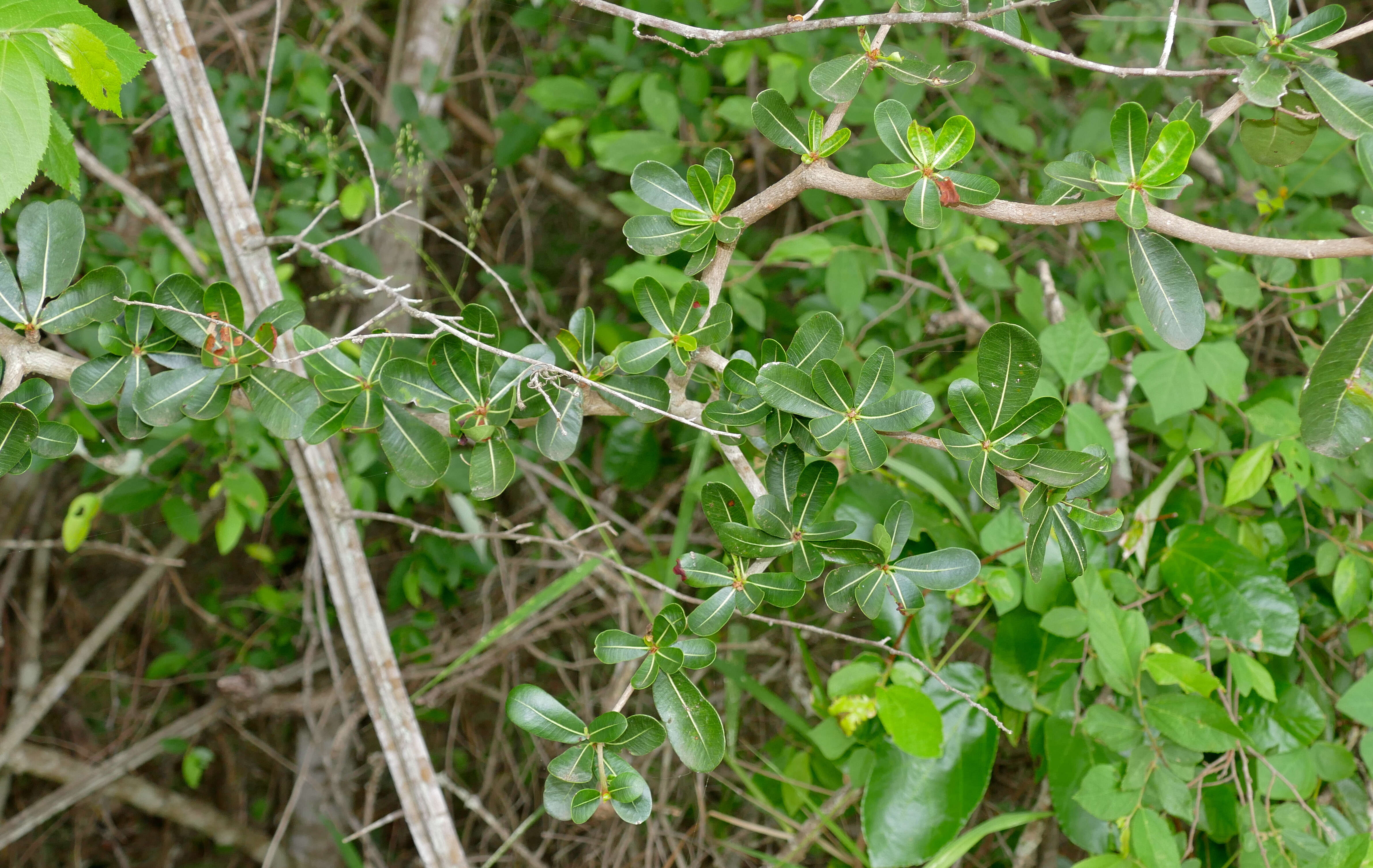 Image de Grewia flavescens Juss.