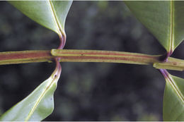 Слика од Syzygium grande (Wight) N. P. Balakrishnan