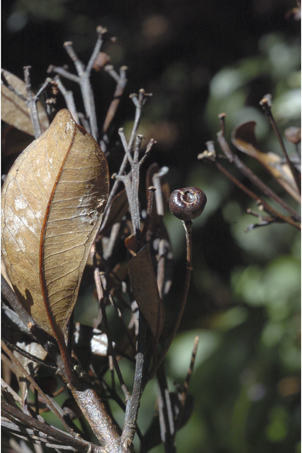 Слика од Syzygium grande (Wight) N. P. Balakrishnan