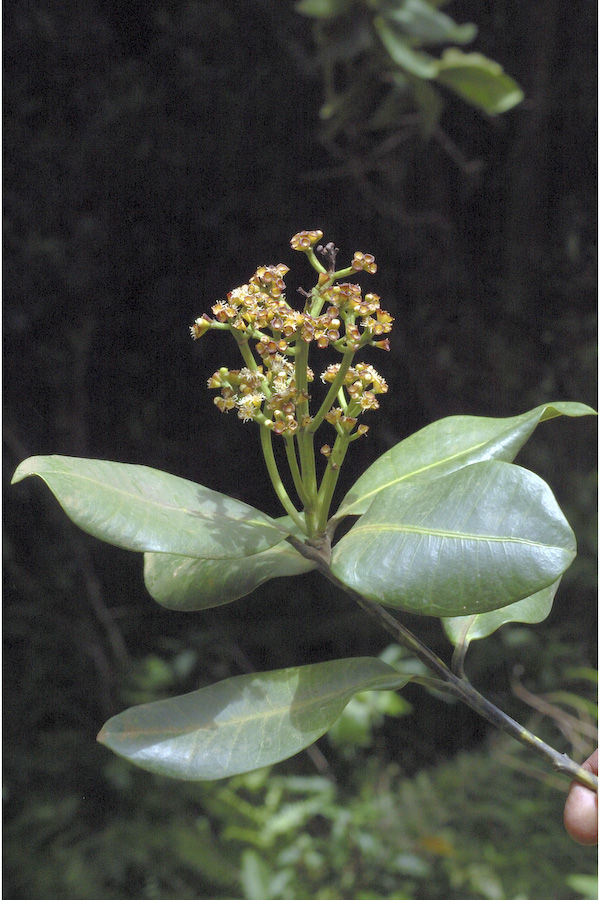 Слика од Syzygium grande (Wight) N. P. Balakrishnan