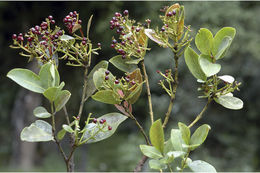 Слика од Syzygium grande (Wight) N. P. Balakrishnan