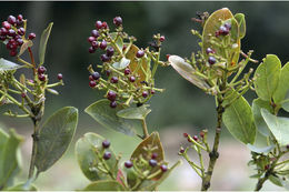 Image of Sea-Apple