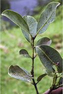 Image of Sea-Apple