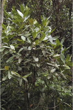 Слика од Syzygium grande (Wight) N. P. Balakrishnan