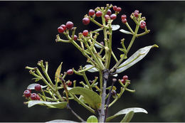 Image of Sea-Apple