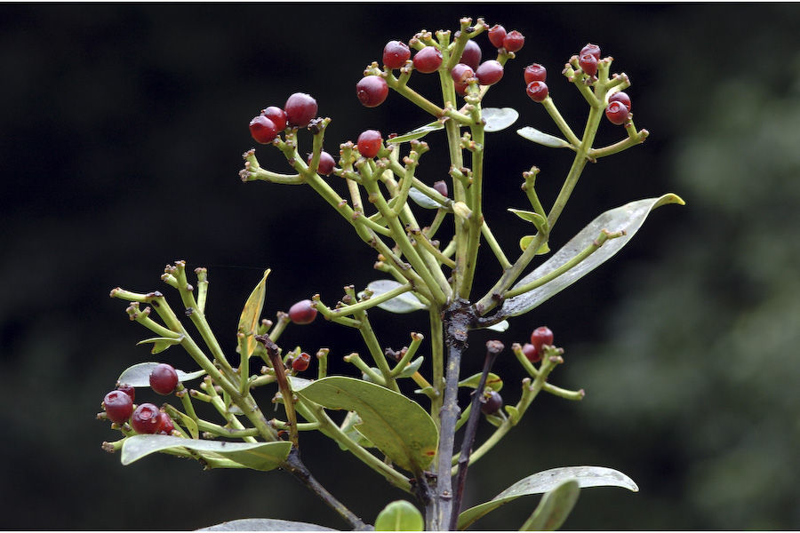 Image of Sea-Apple