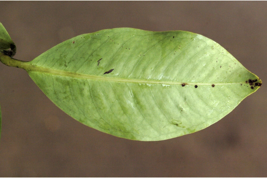 Image of Sea-Apple