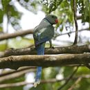 Image of Blue-winged Parakeet