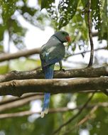 Image of Blue-winged Parakeet