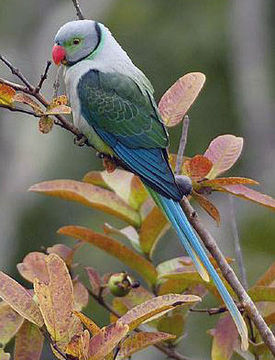 Image of Blue-winged Parakeet