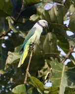 Image of Blue-winged Parakeet