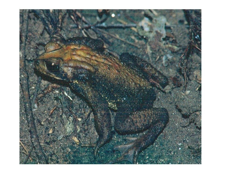 Image of Small-eared Toad