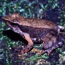 Image of Brown Tropical Frog