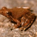 Image of Black Torrent Frog