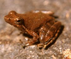 Image of Indian dancing frogs