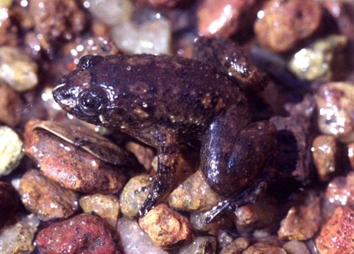 Image of Nyctibatrachus aliciae Inger, Shaffer, Koshy & Bakde 1984