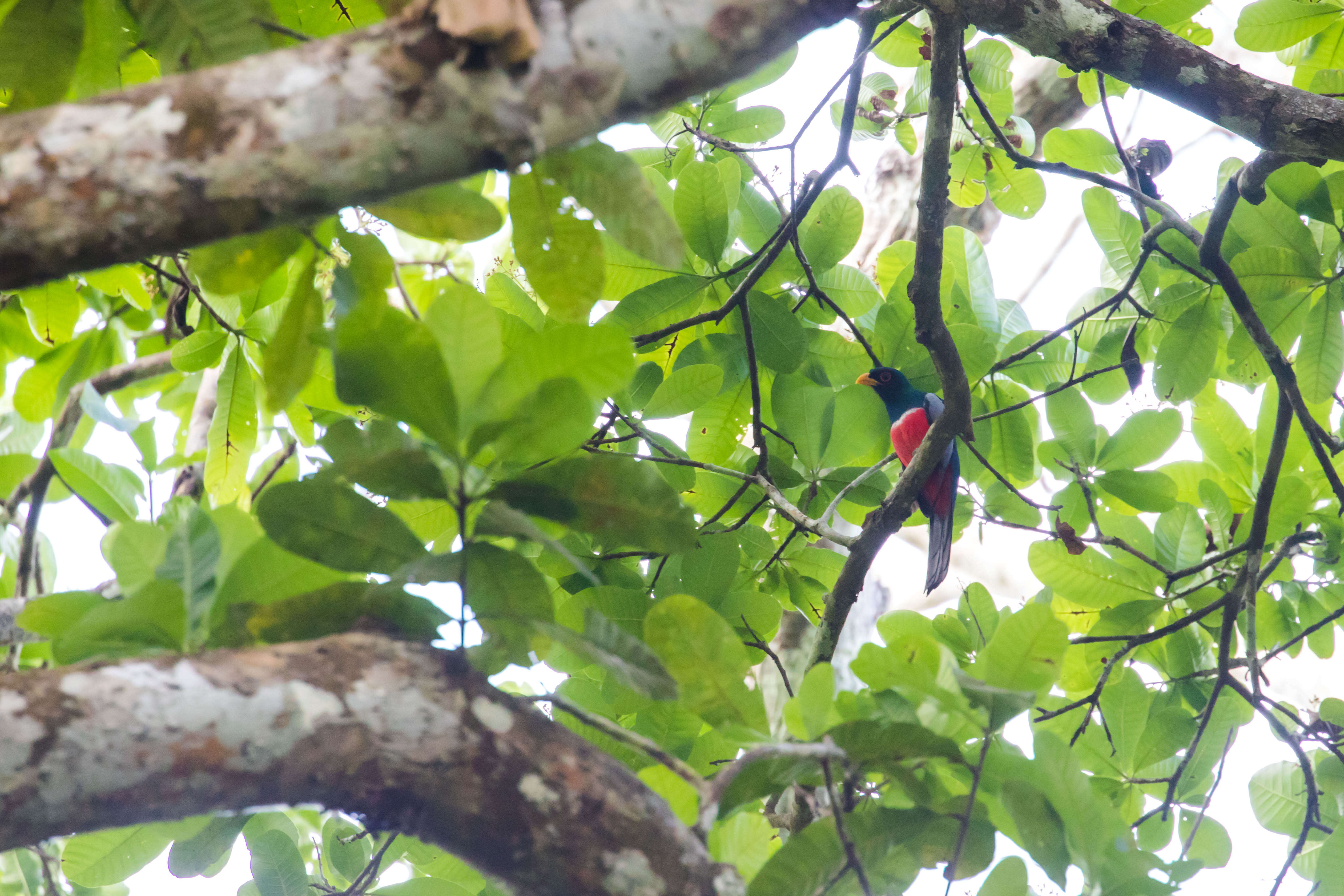 Image of Black-tailed Trogon