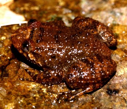 Image of Boulenger’s narrow-eyed frog