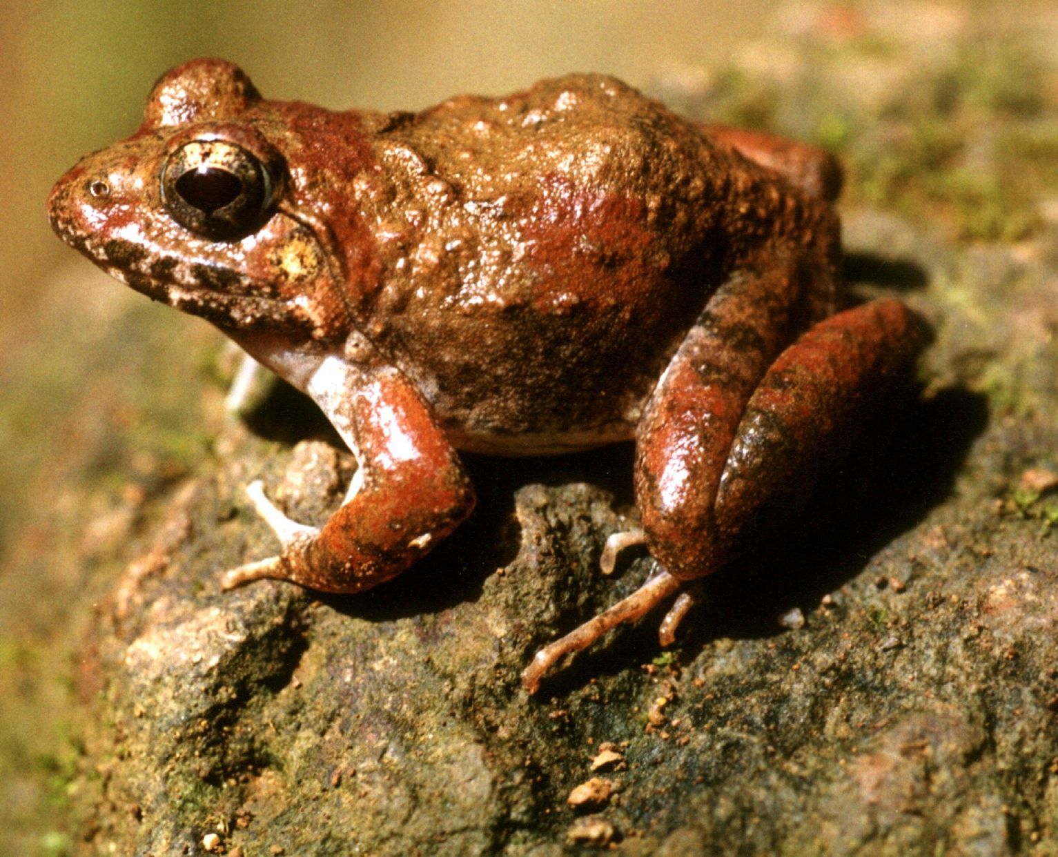 Image of <i>Fejervarya rufescens</i>