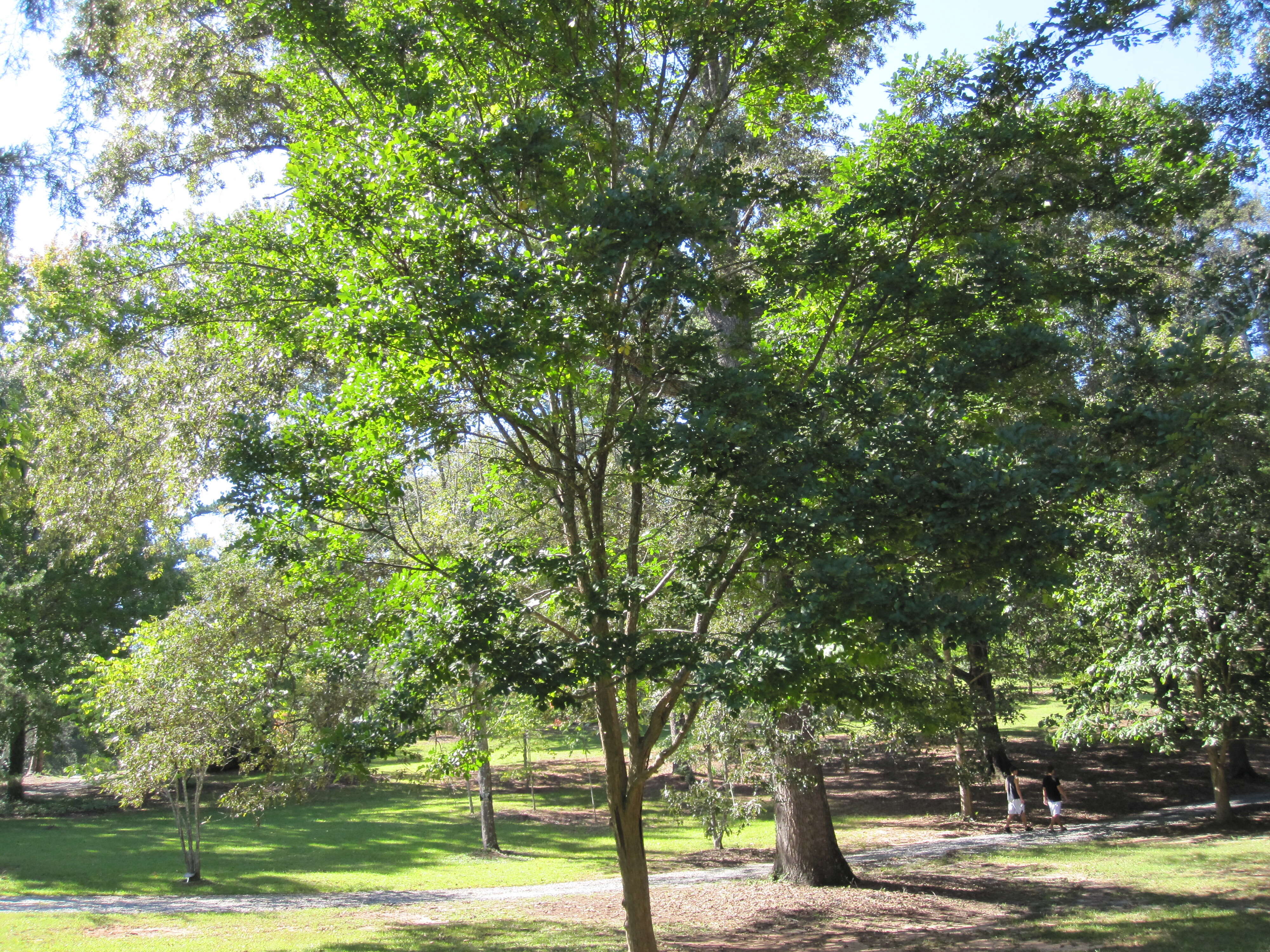 Image of Dalbergia hupeana Hance