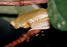 Image of Parachuting frog