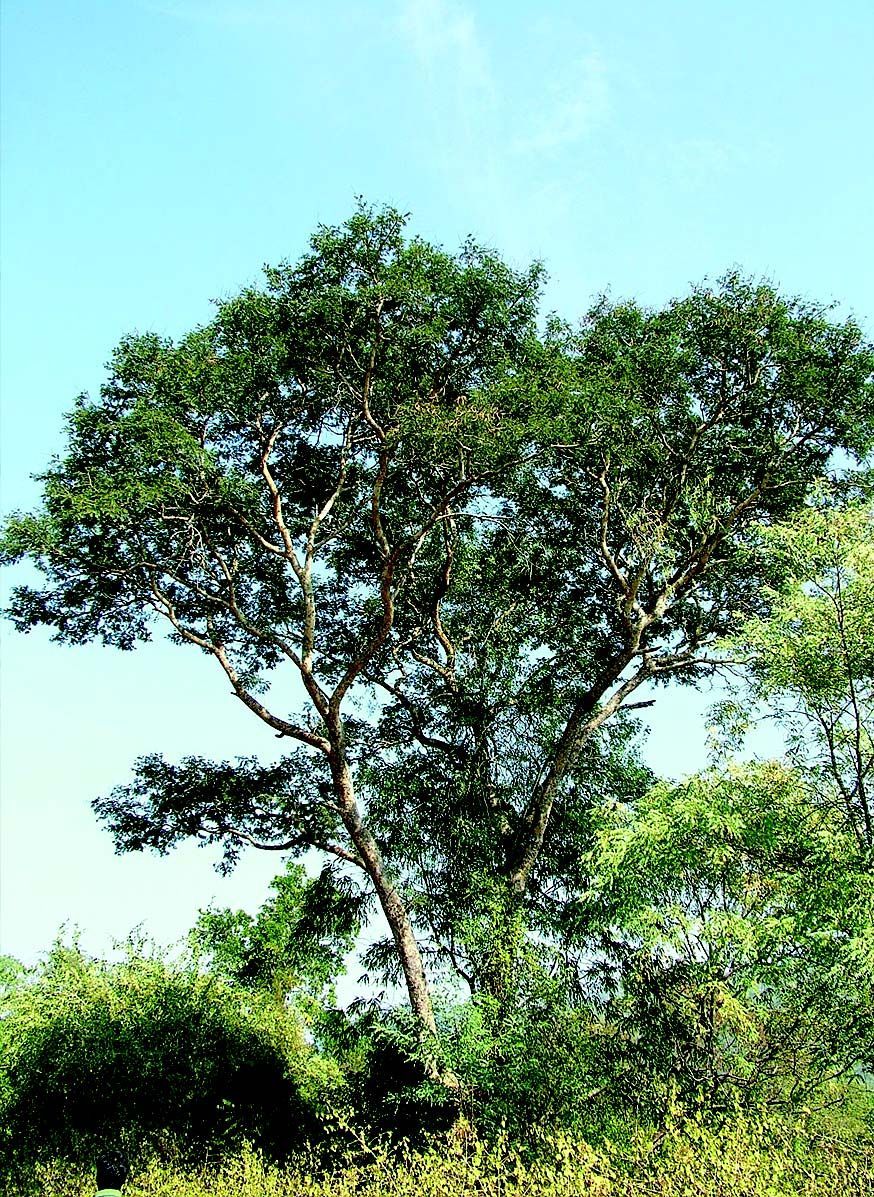 Plancia ëd <i>Acacia leucophloea</i>