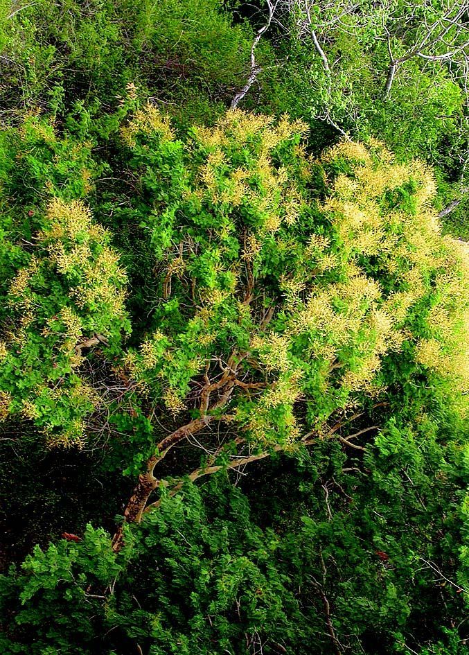 Plancia ëd <i>Acacia leucophloea</i>