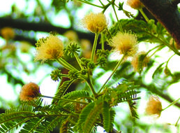 Image of Albizia amara subsp. amara