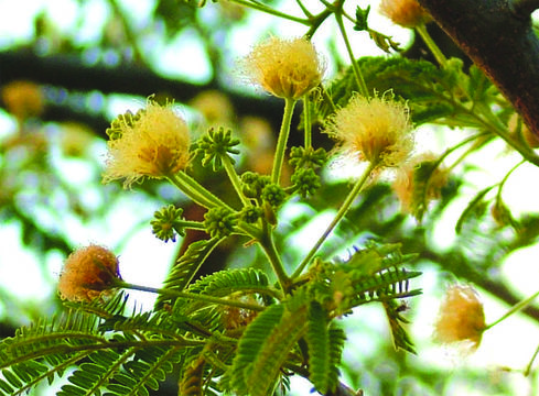 Imagem de Albizia amara subsp. amara