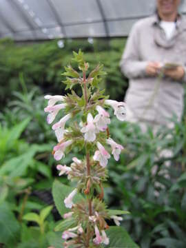 Image of Lanai phyllostegia