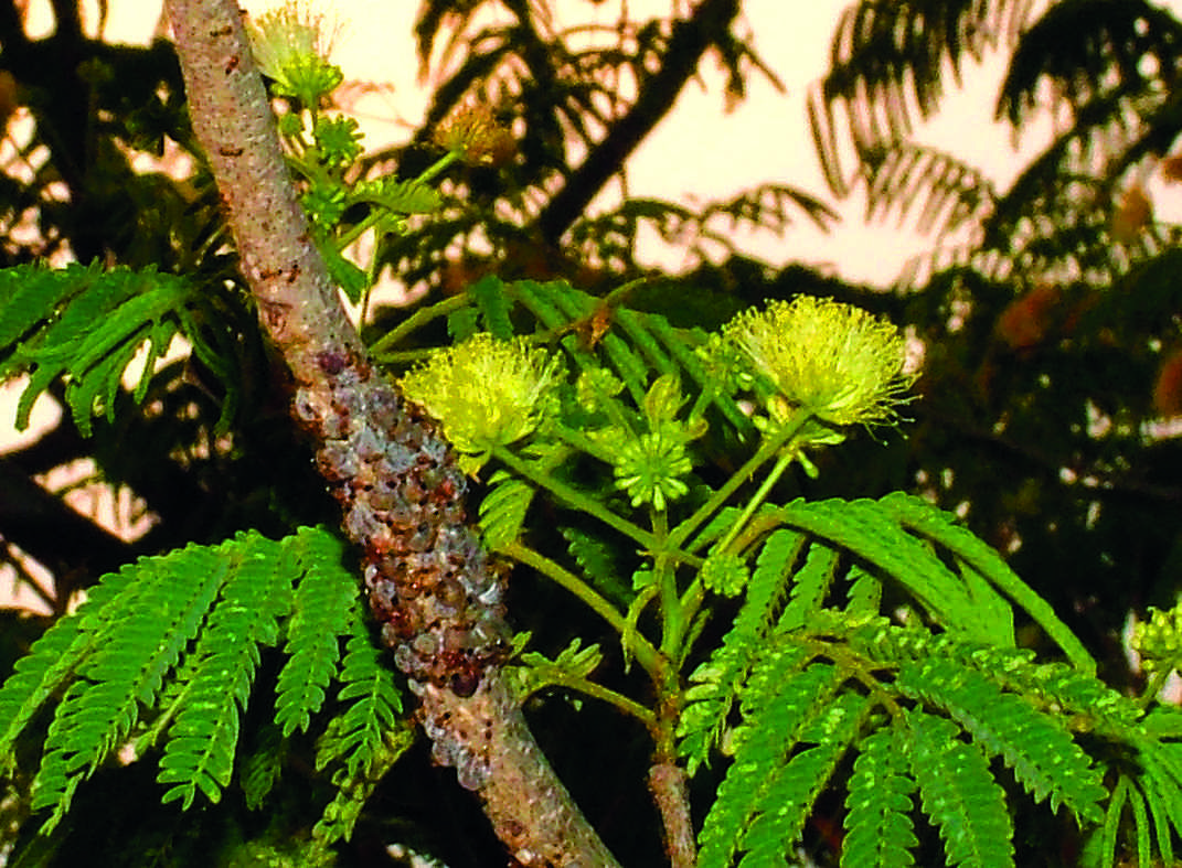 Image of Albizia amara subsp. amara