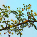 Image of Albizia amara subsp. amara