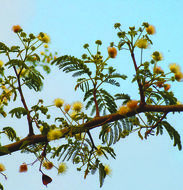 Imagem de Albizia amara subsp. amara