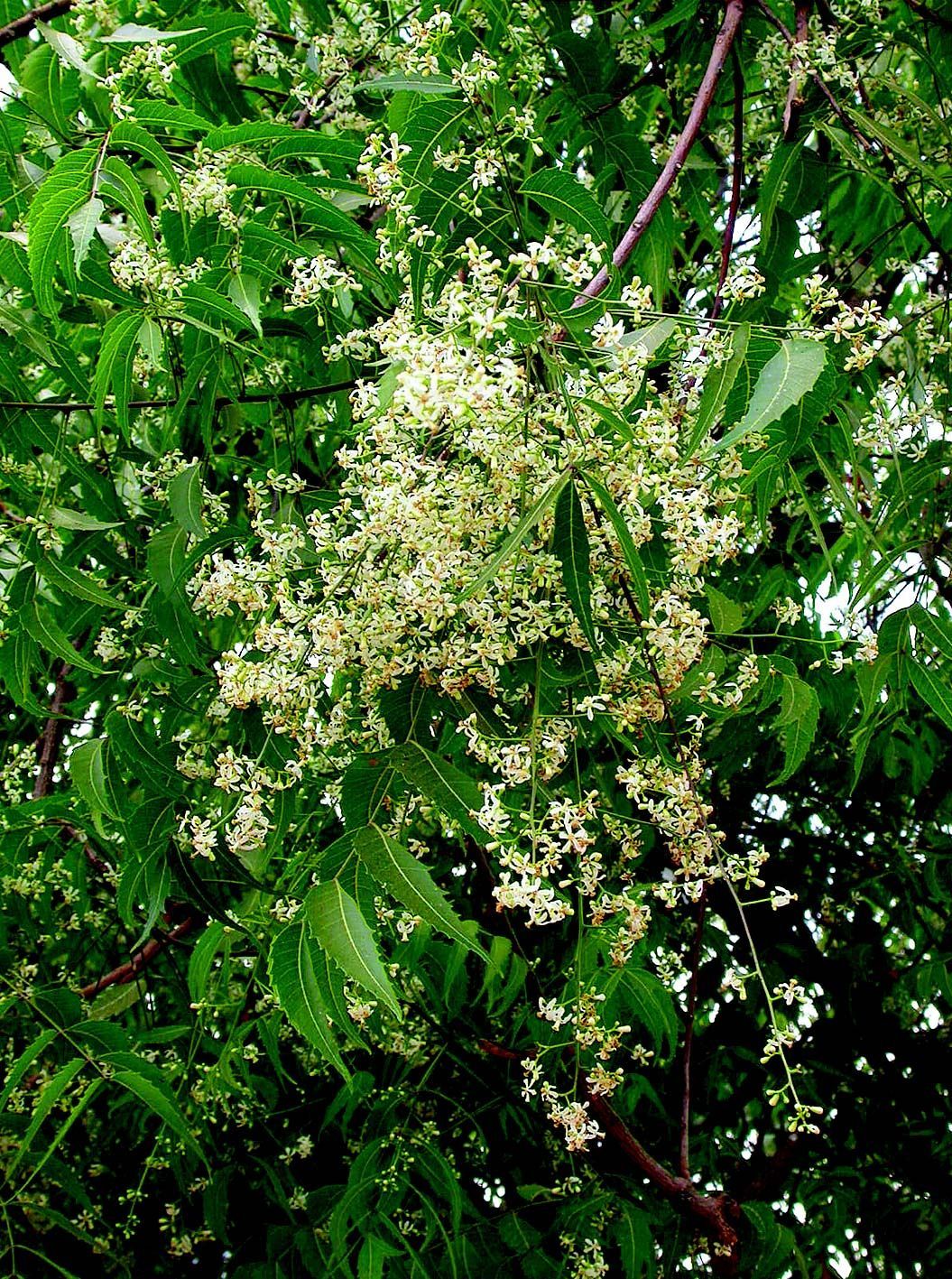 Image of Neem Tree