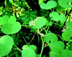 Plancia ëd Bauhinia racemosa Lam.