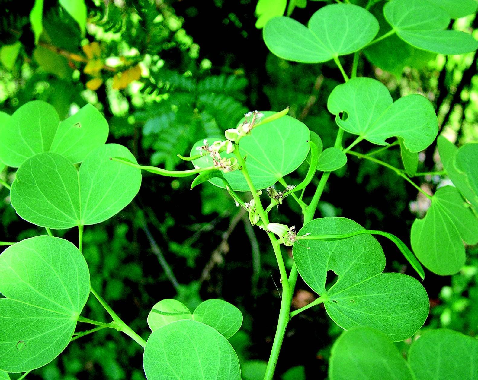 Plancia ëd Bauhinia racemosa Lam.