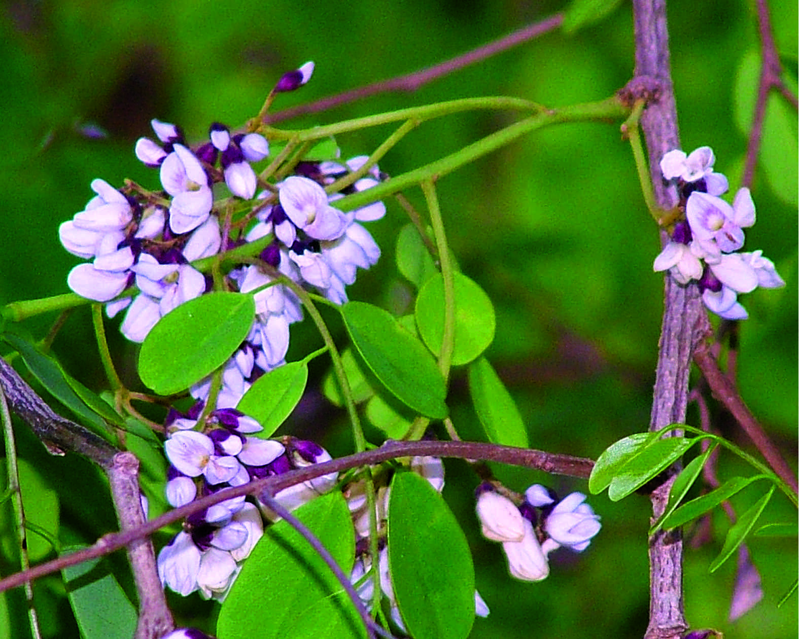 Слика од Dalbergia lanceolaria L. fil.