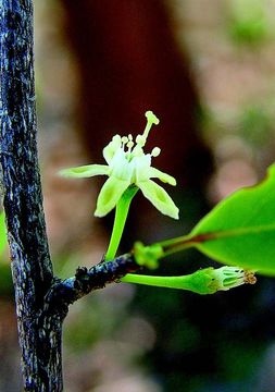 Image of African coca tree